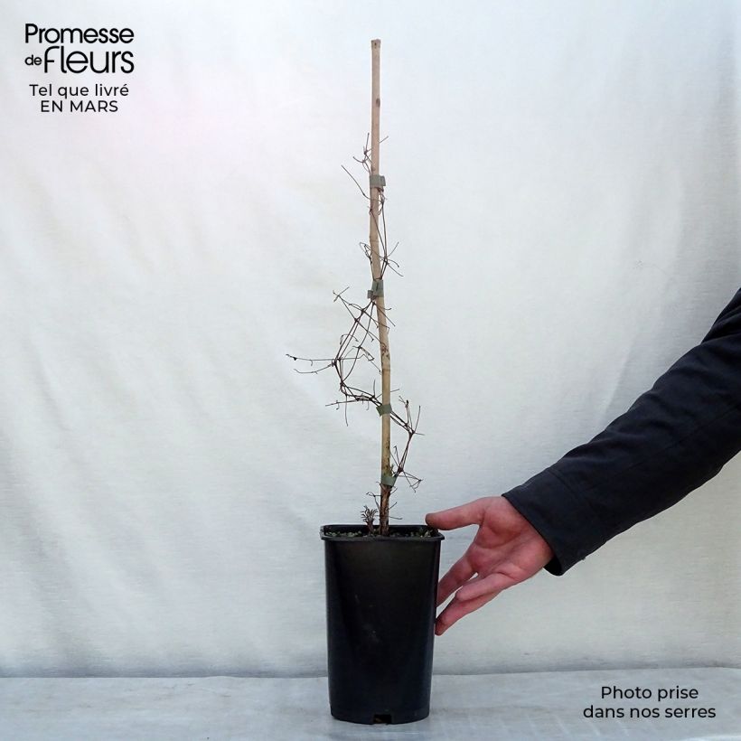 Clematis viticella Burning Love - Clematide Vaso da 2L/3L esemplare consegnato in inverno