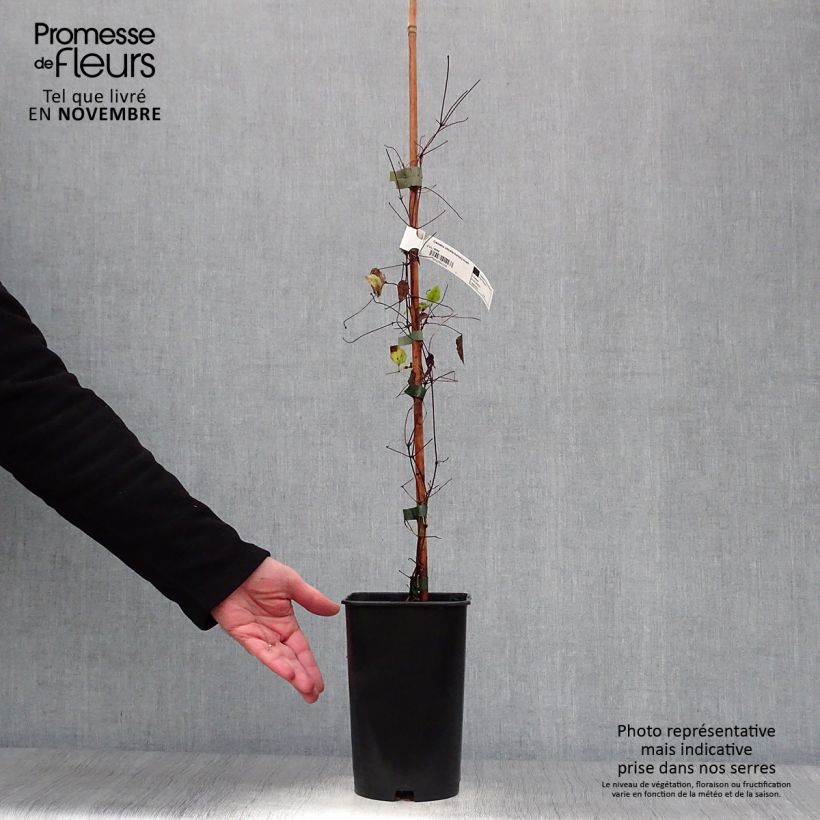 Esemplare di Clematis viticella Burning Love - Clematide Vaso da 2L/3L come consegnato in autunno
