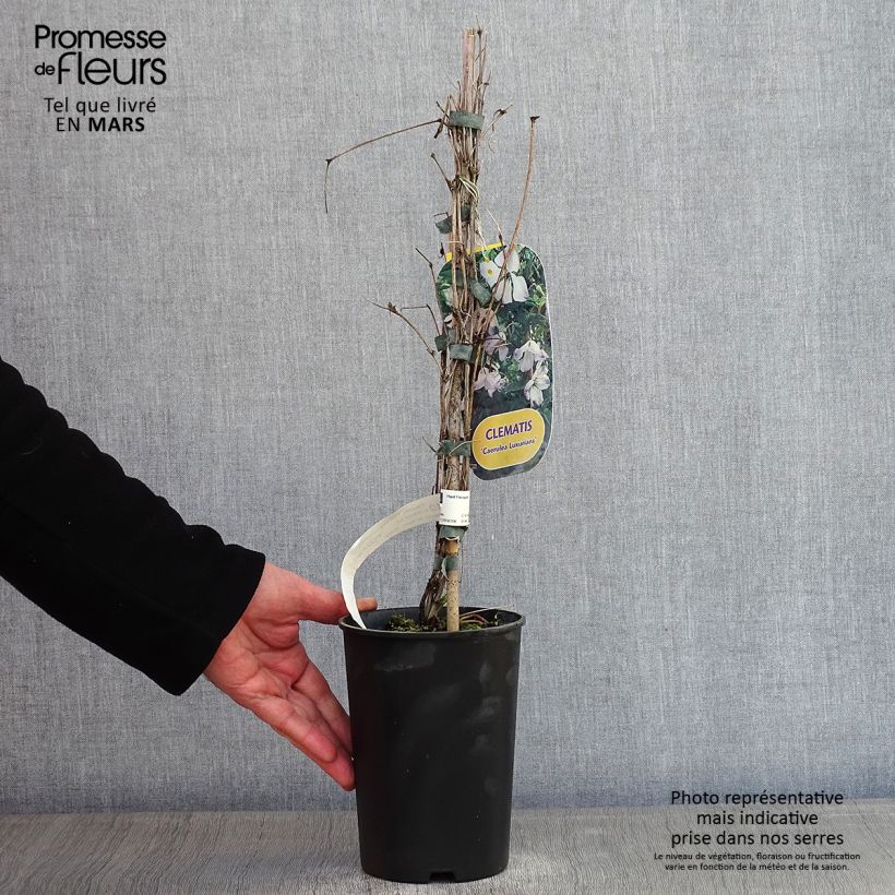 Clematis viticella Caerulea Luxurians - Clematide Vaso da 2L/3L esemplare consegnato in inverno