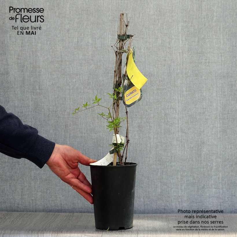 Clematis viticella Caerulea Luxurians - Clematide Vaso da 2L/3L esemplare consegnato in primavera