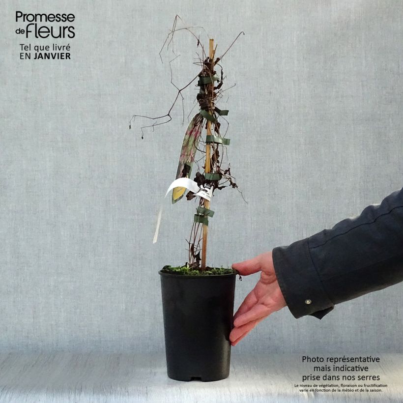 Clematis Etoile Rose - Clematide Vaso da 2L/3L esemplare consegnato in inverno