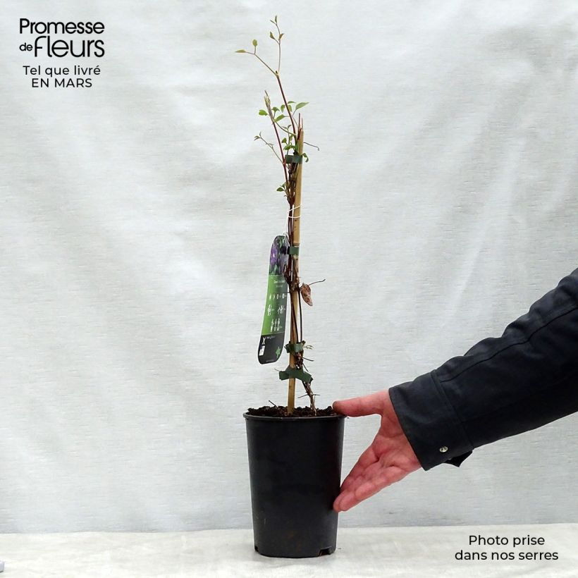 Clematis Etoile violette - Clematide Vaso da 2L/3L esemplare consegnato in primavera