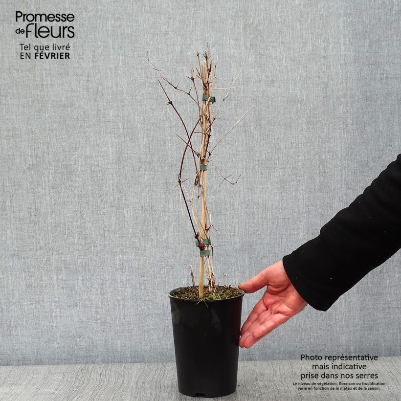 Clematis Etoile violette - Clematide Vaso da 2L/3L esemplare consegnato in inverno