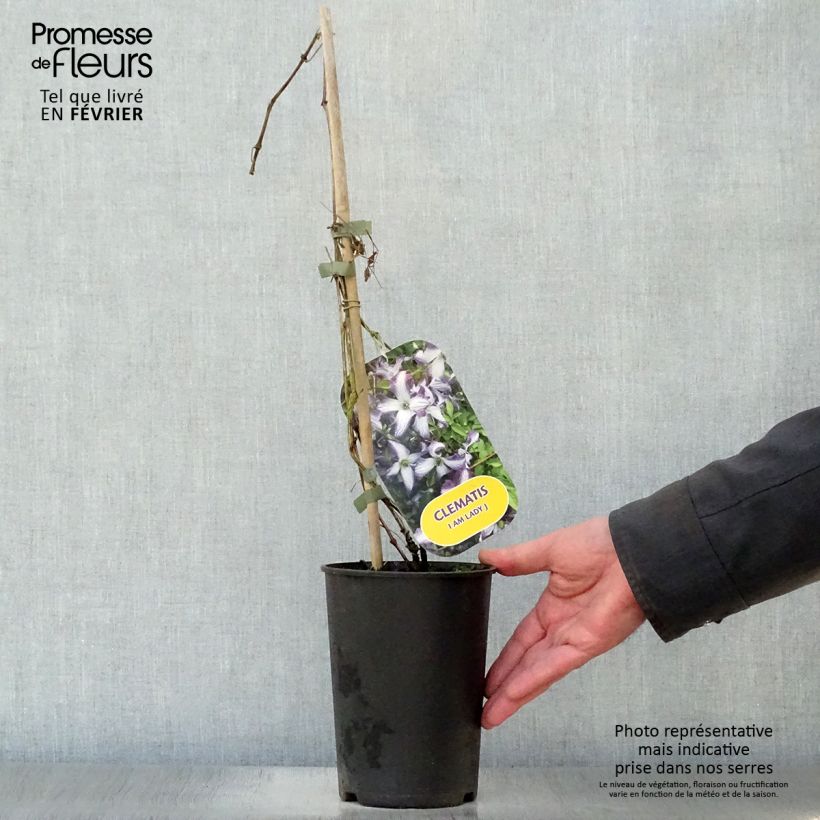 Clematis viticella I am Lady J - Clematide Vaso da 2L/3L esemplare consegnato in inverno