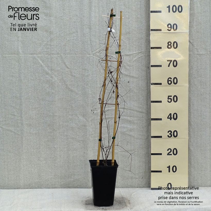 Clematis Krakowiak - Clematide Vaso da 3L/4L esemplare consegnato in inverno