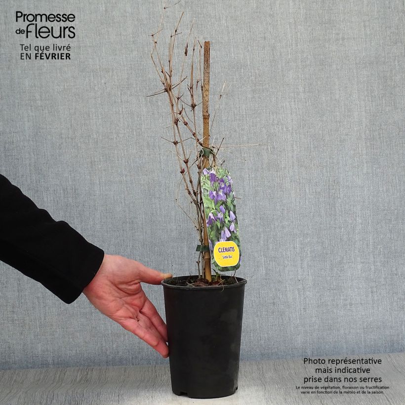 Clematis Little Bas - Clematide Vaso da 2L/3L esemplare consegnato in inverno