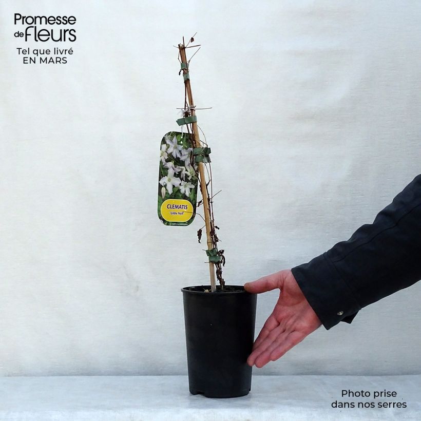 Clematis Little Nell - Clematide Vaso da 2L/3L esemplare consegnato in primavera