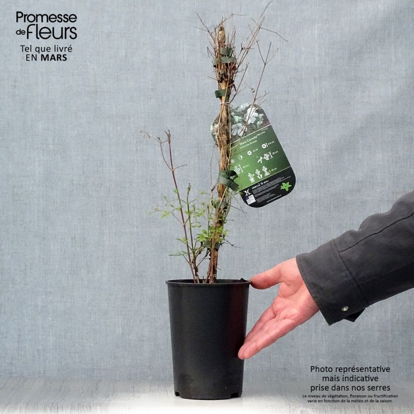 Clematis Maria Cornelia - Clematide Vaso da 2L/3L esemplare consegnato in primavera