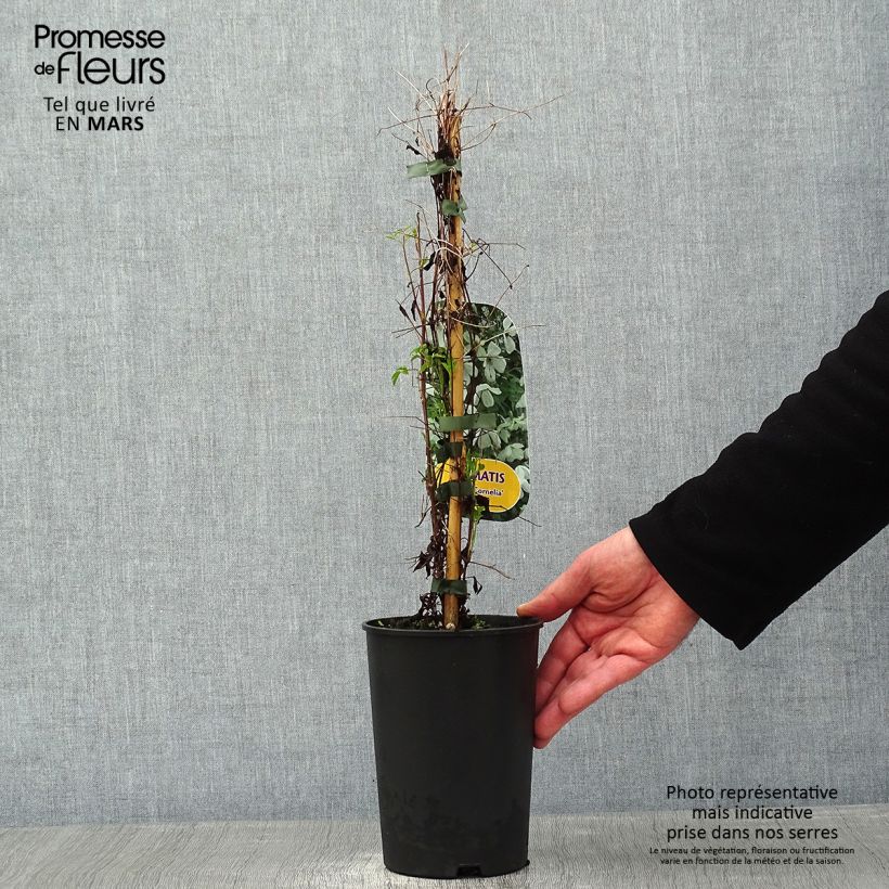 Clematis Maria Cornelia - Clematide Vaso da 2L/3L esemplare consegnato in inverno