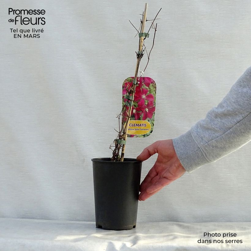 Clematis viticella Mme Julia Correvon - Clematide Vaso da 2L/3L esemplare consegnato in primavera