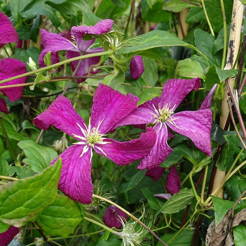 Clematis viticella Mme Julia Correvon - Clematide (Fioritura)