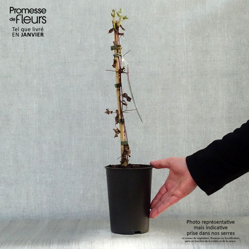 Clematis viticella Mme Julia Correvon - Clematide Vaso da 2L/3L esemplare consegnato in inverno