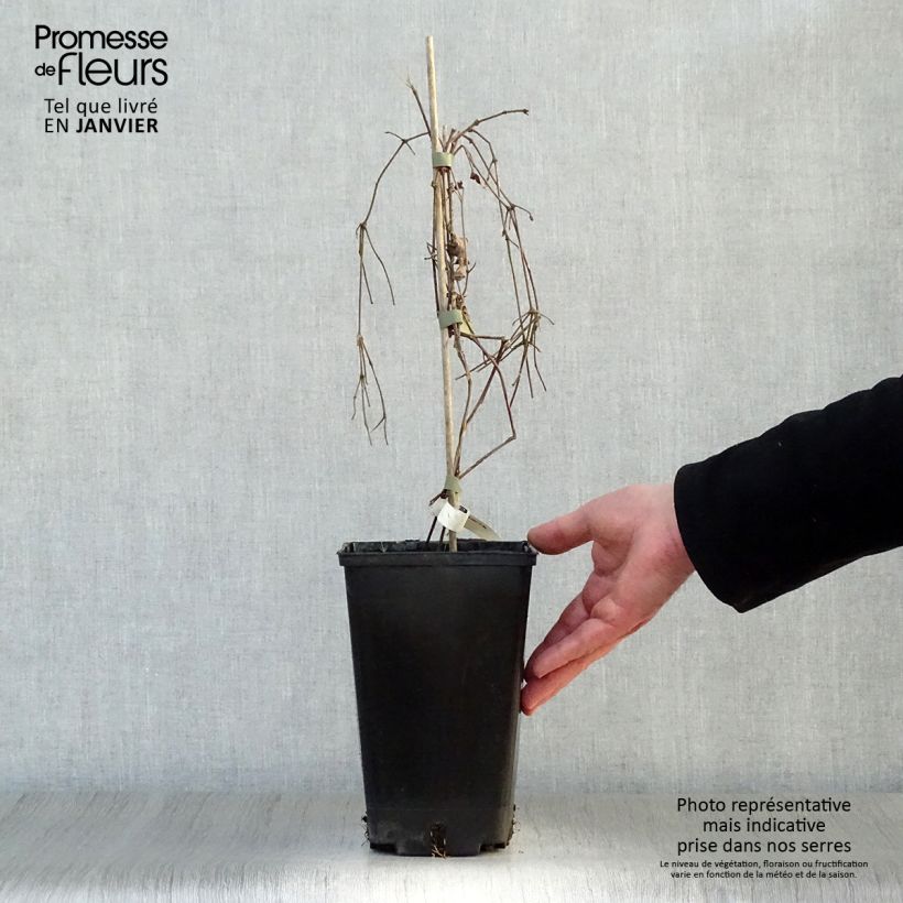 Clematis Perle d'Azur - Clematide Vaso da 2L/3L esemplare consegnato in inverno