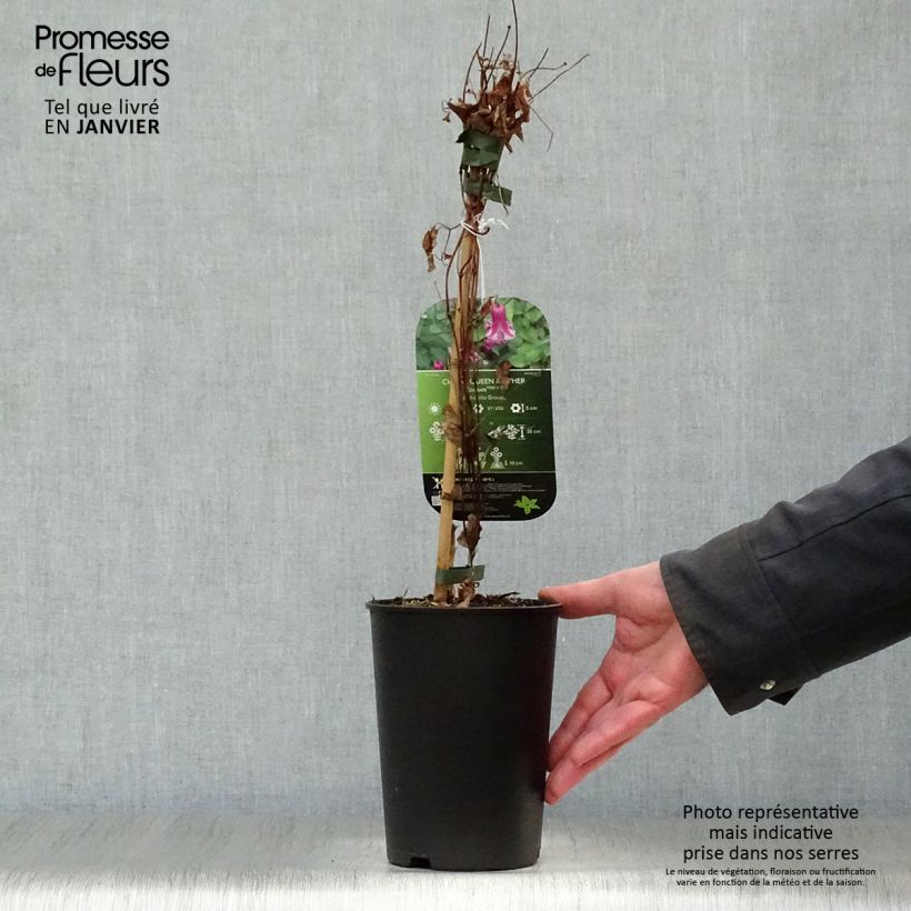 Clematis viticella Queen Mother - Clematide Vaso da 2L/3L esemplare consegnato in inverno