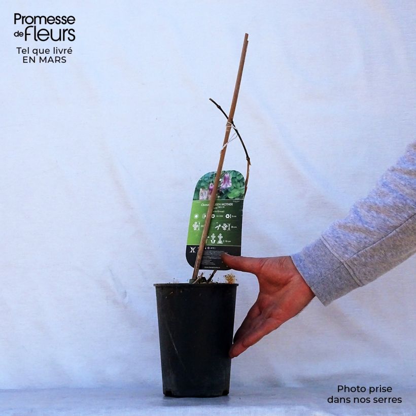 Clematis viticella Queen Mother - Clematide Vaso da 2L/3L esemplare consegnato in primavera