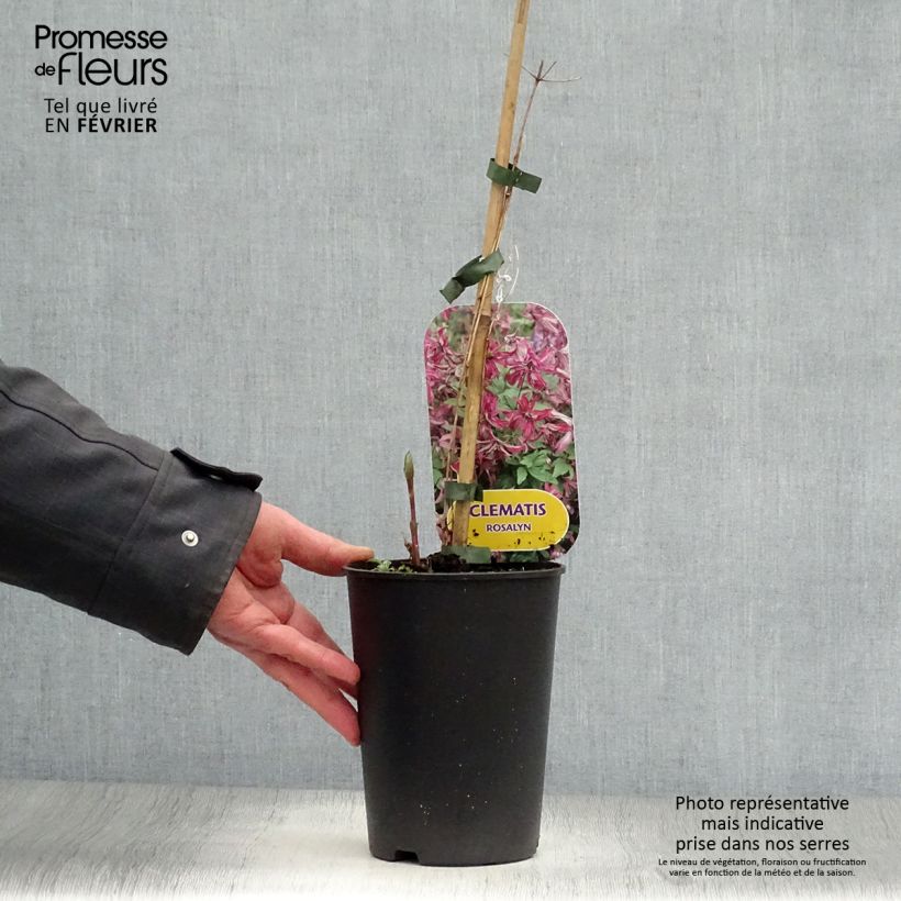 Clematis viticella Rosalyn - Clematide Vaso da 2L/3L esemplare consegnato in inverno
