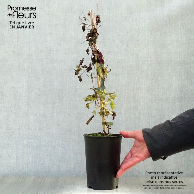Clematis viticella Royal Velours - Clematide Vaso da 2L/3L esemplare consegnato in inverno