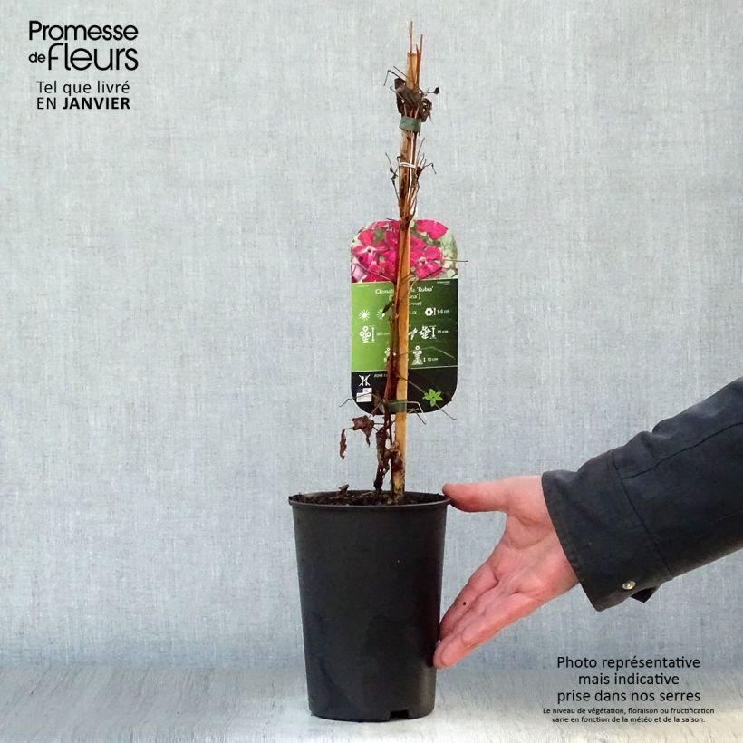 Clematis viticella Rubra - Clematide Vaso da 2L/3L esemplare consegnato in inverno
