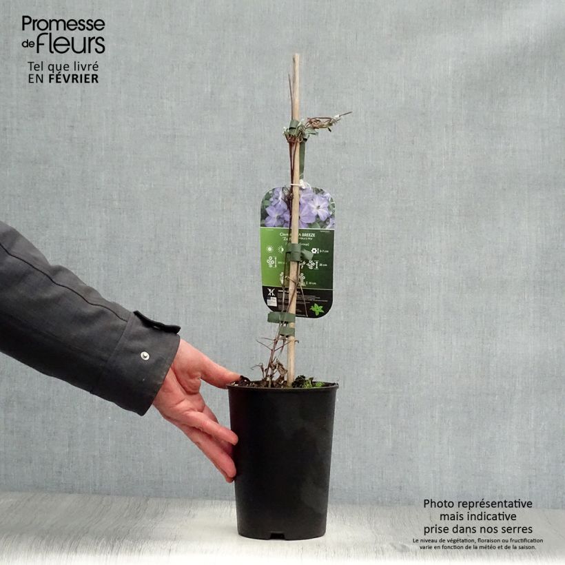 Clematis Sea Breeze - Clematide Vaso da 2L/3L esemplare consegnato in inverno