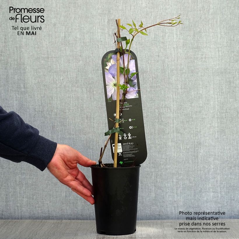 Clematis Sea Breeze - Clematide Vaso da 2L/3L esemplare consegnato in primavera