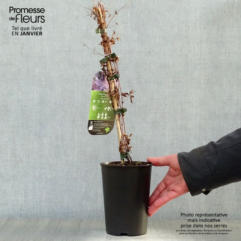 Clematis viticella Sunny Sky - Clematide Vaso da 2L/3L esemplare consegnato in inverno