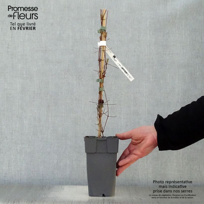 Clematis Delphine - Clematide Vaso da 2L/3L esemplare consegnato in inverno