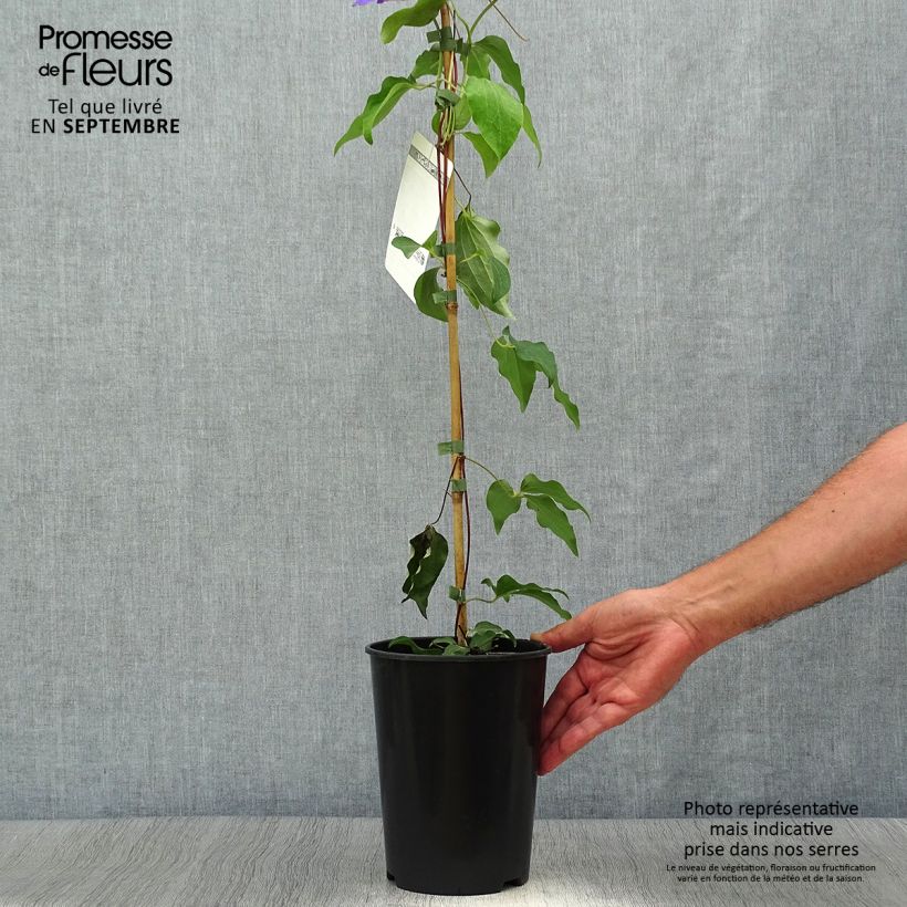Esemplare di Clematis Etoile de Malicorne - Clematide Vaso da 2L/3L come consegnato in autunno