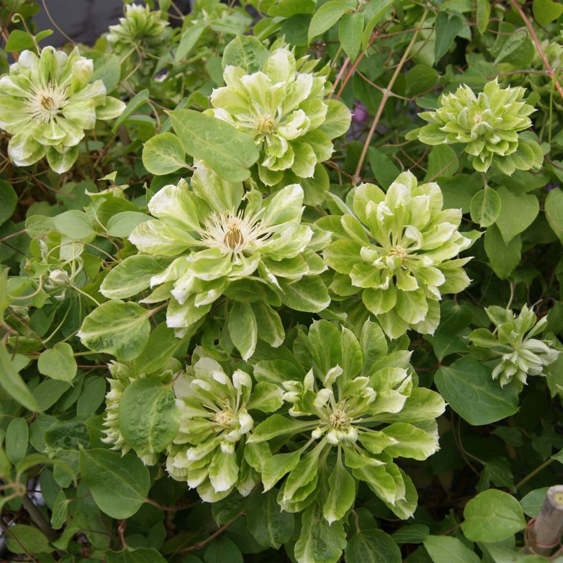 Clematis Green Passion - Clematide (Fioritura)