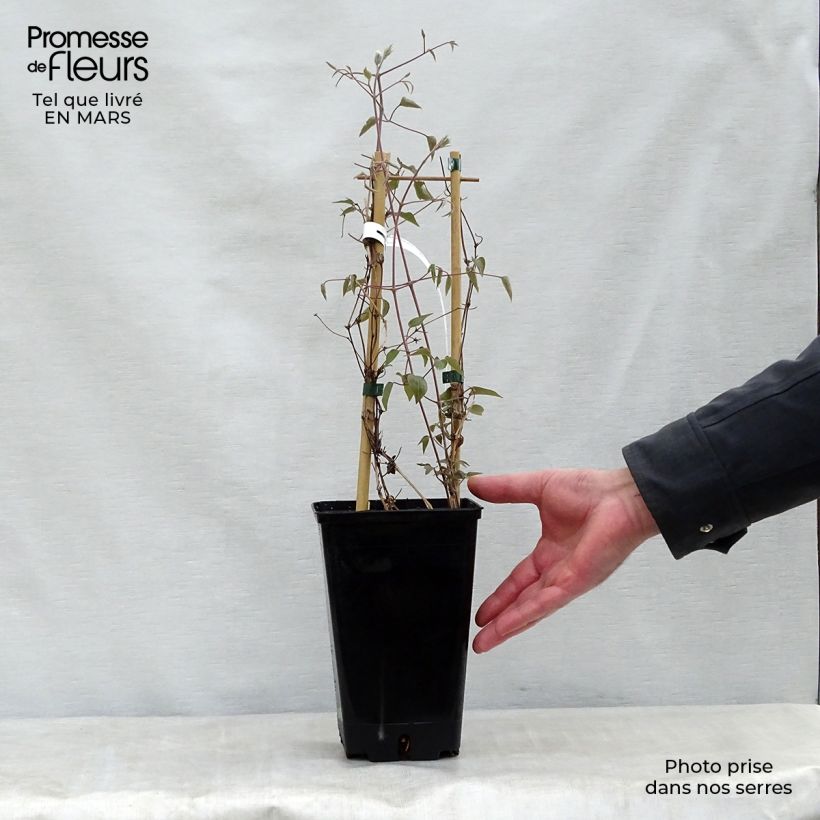 Clematis Henryi - Clematide Vaso da 1,5L/2L esemplare consegnato in primavera
