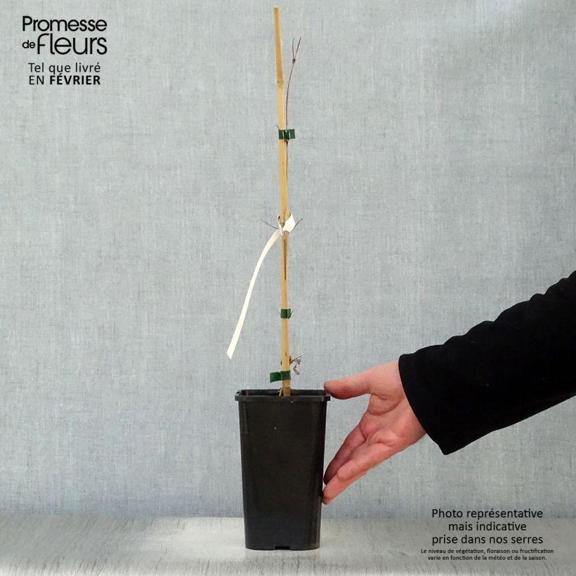 Clematis Henryi - Clematide Vaso da 1,5L/2L esemplare consegnato in inverno