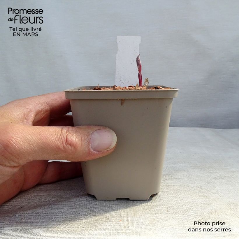 Clematis recta Purpurea - Clematide eretta Vasetto da 8/9 cm esemplare consegnato in primavera