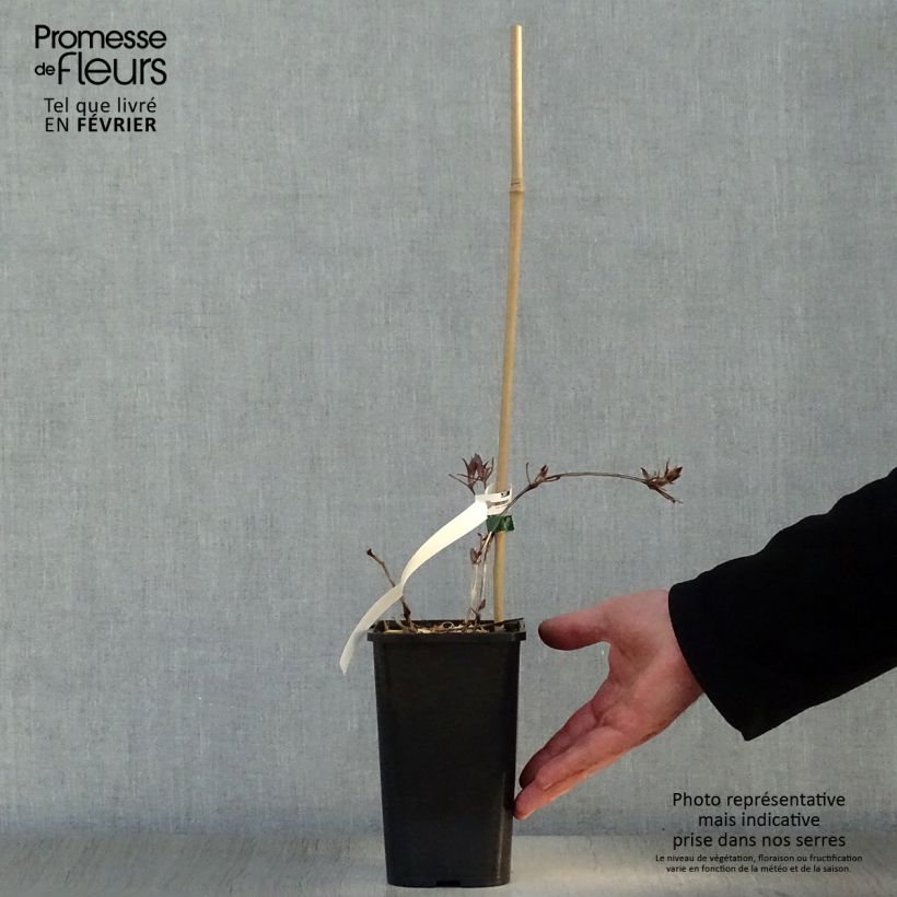 Clematis Honora - Clematide Vaso da 1,5L/2L esemplare consegnato in inverno