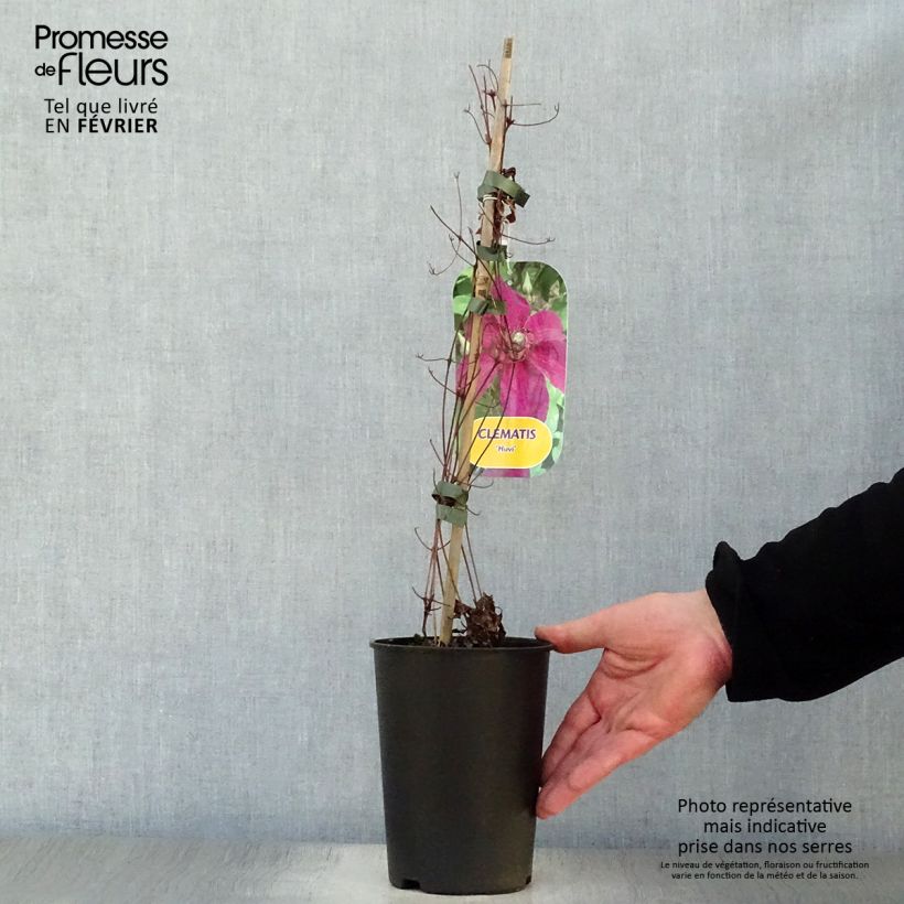 Clematis Huvi - Clematide Vaso da 2L/3L esemplare consegnato in inverno