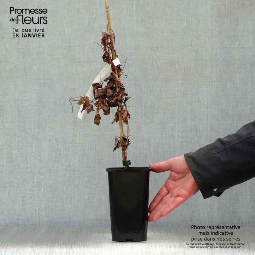 Clematis viticella Justa - Clematide Vaso da 1,5L/2L esemplare consegnato in inverno