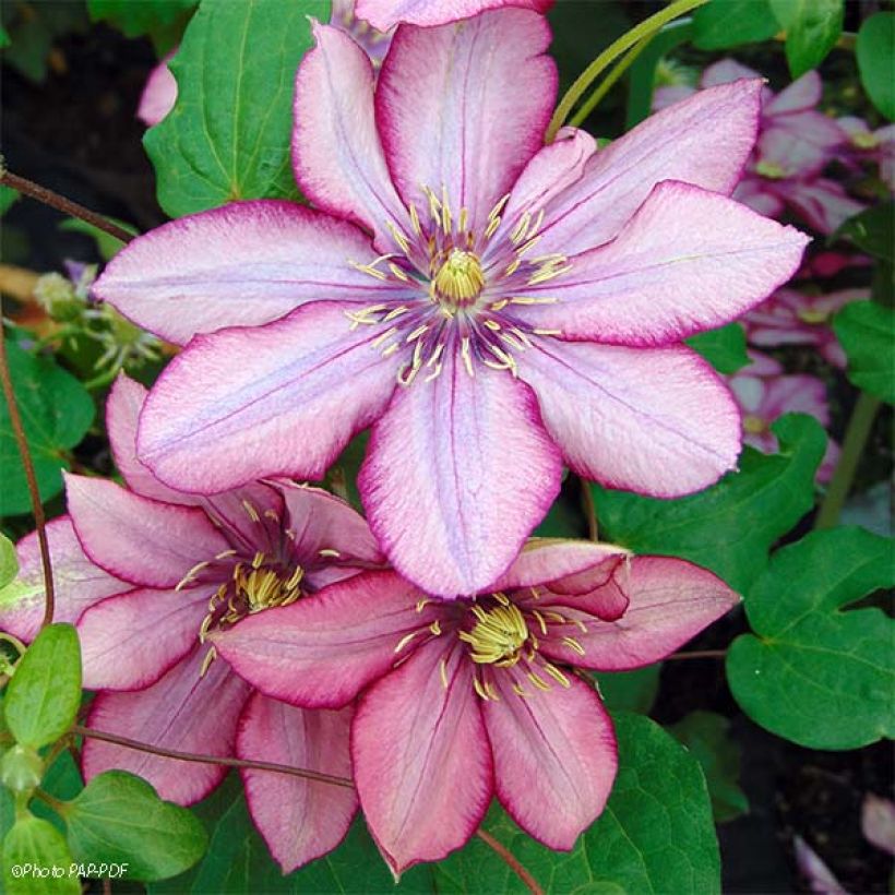 Clematis Paradiso - Clematide (Fioritura)