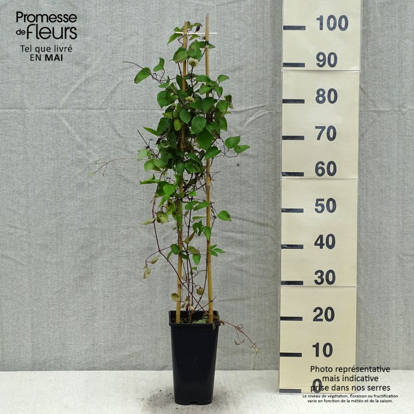 Clematis Pink Celebration - Clematide Vaso da 2L/3L esemplare consegnato in primavera