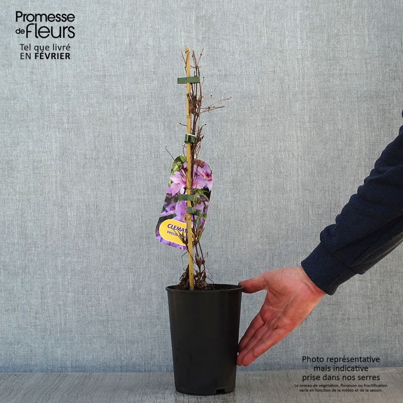 Clematis Proud Mary - Clematide Vaso da 2L/3L esemplare consegnato in inverno