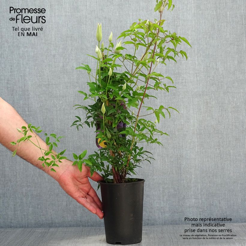 Clematis Proud Mary - Clematide Vaso da 2L/3L esemplare consegnato in primavera