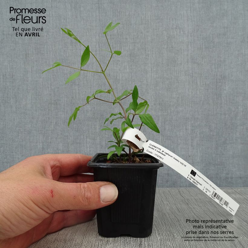 Clematis Saphyra Violetta - Clematide Vasetto da 8/9 cm esemplare consegnato in primavera