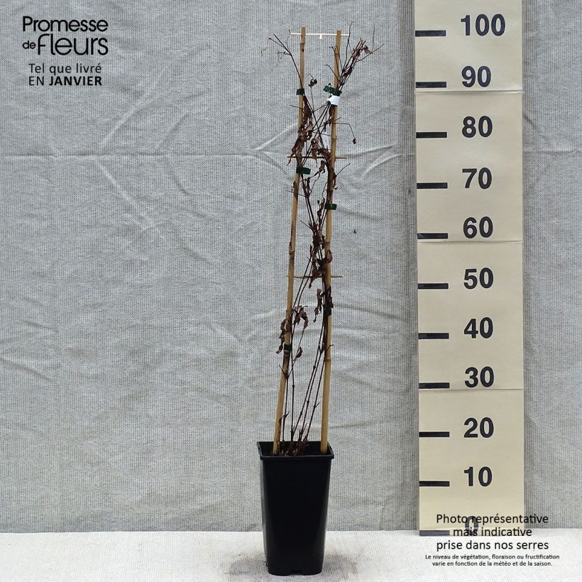 Clematis Saphyra Violetta - Clematide Vaso da 2L/3L esemplare consegnato in inverno