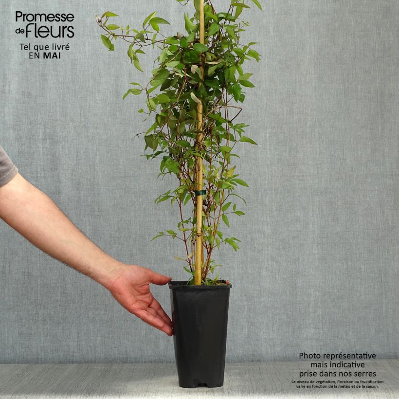 Clematis Saphyra Violetta - Clematide Vaso da 2L/3L esemplare consegnato in primavera