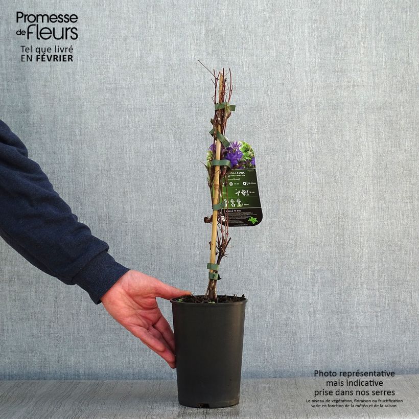 Clematis Viva la Vida - Clematide Vaso da 2L/3L esemplare consegnato in inverno