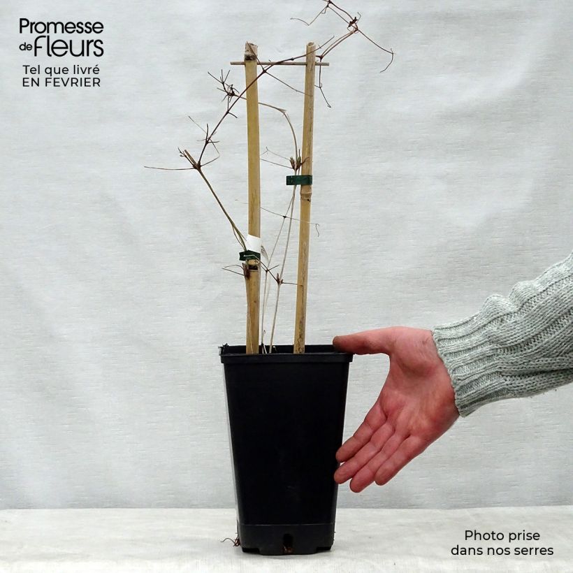 Clematis Vostock - Clematide Vaso da 1,5L/2L esemplare consegnato in inverno