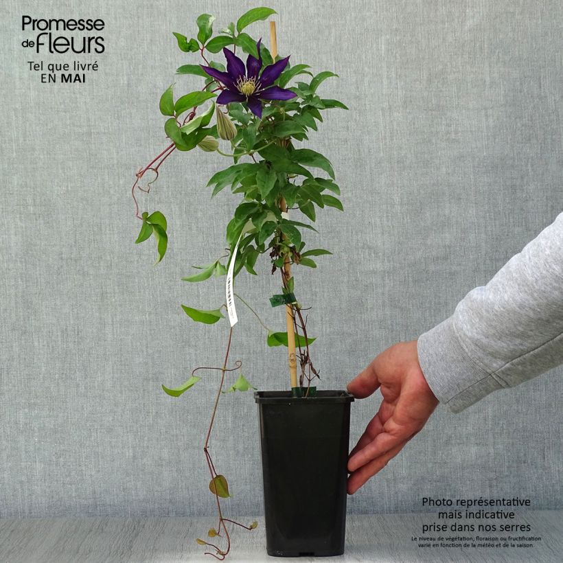 Clematis Vostock - Clematide Vaso da 1,5L/2L esemplare consegnato in primavera