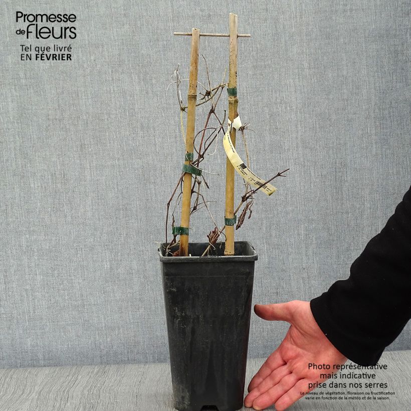 Clematis Whoopi - Clematide Vaso da 2L/3L esemplare consegnato in inverno