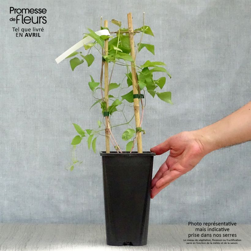 Clematis Whoopi - Clematide Vaso da 2L/3L esemplare consegnato in primavera