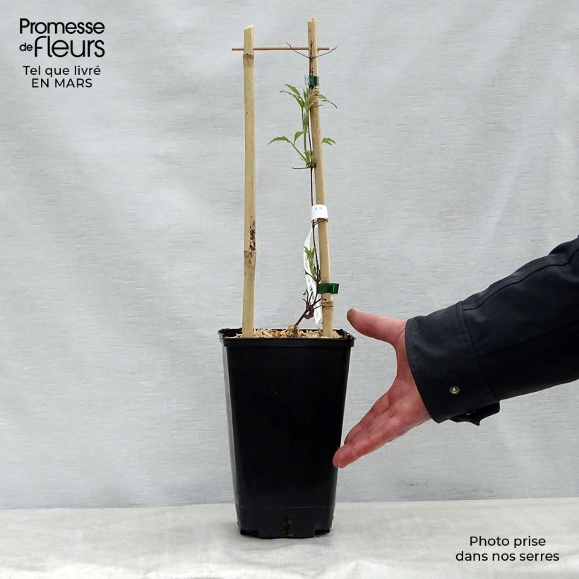 Clematis Wildfire - Clematide Vaso da 1,5L/2L esemplare consegnato in primavera