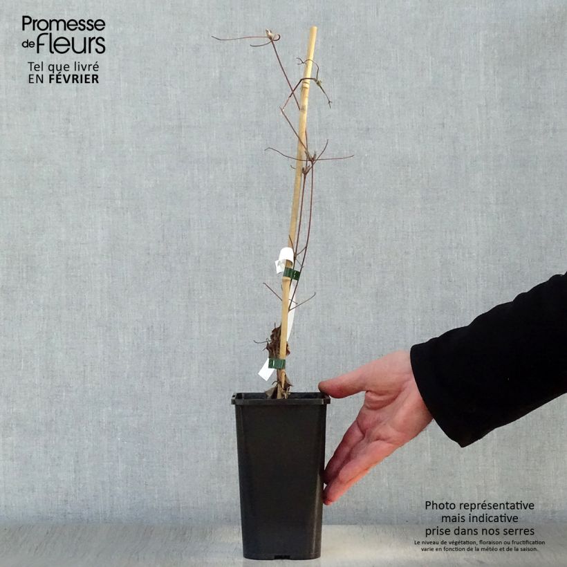 Clematis Wildfire - Clematide Vaso da 1,5L/2L esemplare consegnato in inverno