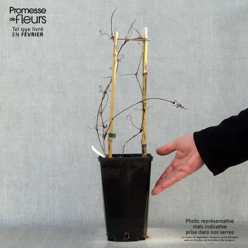 Clematis Xerxes - Clematide Vaso da 2L/3L esemplare consegnato in inverno