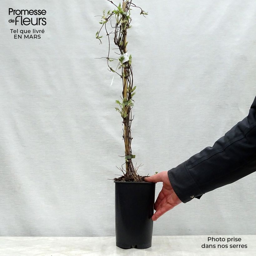 Clematis Blue Dancer - Clematide Vaso da 2L/3L esemplare consegnato in primavera